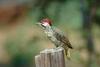 Bennett's Woodpecker (Campethera bennettii) - wiki
