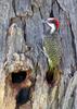 Golden-tailed Woodpecker (Campethera abingoni) - wiki
