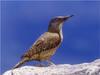 Ground Woodpecker (Geocolaptes olivaceus) - wiki