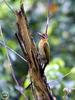 Olive-backed Woodpecker (Dinopium rafflesii) - Wiki