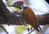 Himalayan Flameback (Dinopium shorii) - Wiki