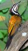 Common Flameback (Dinopium javanense) - Wiki