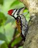 Black-rumped Flameback (Dinopium benghalense) - Wiki