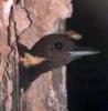 Buff-necked Woodpecker (Meiglyptes tukki) - Wiki