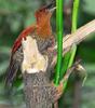 Banded Woodpecker (Picus mineaceus) - Wiki