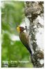 Lesser Yellownape (Picus chlorolophus) - Wiki