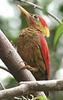 Crimson-winged Woodpecker (Picus puniceus) - Wiki
