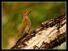Streak-throated Woodpecker (Picus xanthopygaeus) - Wiki