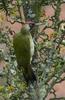 Green Woodpecker (Picus viridis) - Wiki