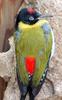 Black-headed Woodpecker (Picus erythropygius) - Wiki