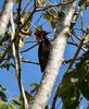 Lineated Woodpecker (Dryocopus lineatus) - Wiki