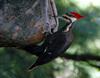 Pileated Woodpecker (Dryocopus pileatus) - Wiki