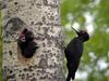 Black Woodpecker (Dryocopus martius) - Wiki