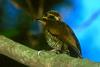Yellow-browed Woodpecker (Piculus aurulentus) - Wiki