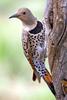 Northern Flicker (Colaptes auratus) - wiki