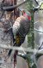 Yellow-shafted Flicker (Colaptes auratus auratus) male