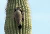 Gilded Flicker (Colaptes chrysoides) - Wiki