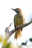 Fernandina's Flicker (Colaptes fernandinae) - Wiki