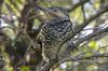 Chilean Flicker (Colaptes pitius) - Wiki