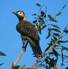 Campo Flicker (Colaptes campestris) - Wiki