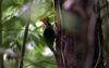 Pale-billed Woodpecker (Campephilus guatemalensis) - Wiki