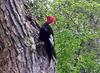 Magellanic Woodpecker (Campephilus magellanicus) - Wiki