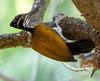 Western Ghats Greater Flameback (Chrysocolaptes lucidus socialis) - female