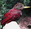 Maroon Woodpecker (Blythipicus rubiginosus) - wiki