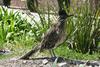 Roadrunner (Genus: Geococcyx) - wiki