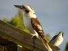 Kookaburra (Genus: Dacelo) - Wiki