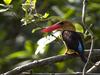 Brown-winged Kingfisher (Pelargopsis amauroptera) - Wiki