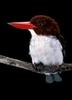 Chocolate-backed Kingfisher (Halcyon badia) - Wiki