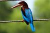 White-throated Kingfisher (Halcyon smyrnensis) - Wiki