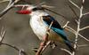 Mangrove Kingfisher (Halcyon senegaloides) - Wiki