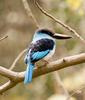 Blue-breasted Kingfisher (Halcyon malimbica)