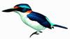 Rufous-lored Kingfisher (Todiramphus winchelli) - wiki
