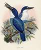 Lazuli Kingfisher (Todiramphus lazuli) - wiki