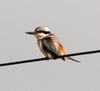 Red-backed Kingfisher (Todiramphus pyrrhopygia) - wiki