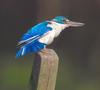 Collared Kingfisher (Todiramphus chloris) - Wiki