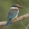 Sacred Kingfisher (Todiramphus sanctus) - wiki
