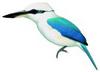 Marquesan Kingfisher (Todiramphus godeffroyi) - wiki