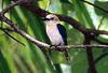 Tuamotu Kingfisher (Todiramphus gambieri) - wiki