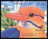 Moustached Kingfisher (Actenoides bougainvillei) - wiki
