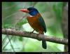 Green-backed Kingfisher (Actenoides monachus) - wiki