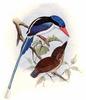 Little Paradise-kingfisher (Tanysiptera hydrocharis) - wiki