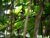 Common Paradise-kingfisher (Tanysiptera galatea) - wiki