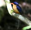 Buff-breasted Paradise-kingfisher (Tanysiptera sylvia) - wiki