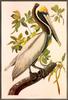 Brown Pelican (Pelecanus occidentalis) - Audoubon