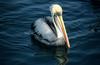 Peruvian Pelican (Pelecanus thagus) - wiki