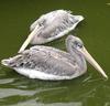 Pink-backed Pelican (Pelecanus rufescens) - wiki